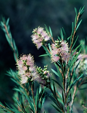 APII jpeg image of Callistemon sieberi  © contact APII