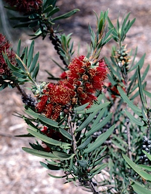 APII jpeg image of Callistemon speciosus  © contact APII