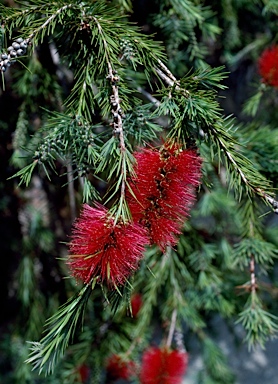 APII jpeg image of Callistemon subulatus  © contact APII