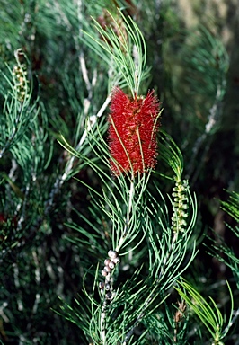 APII jpeg image of Callistemon teretifolius  © contact APII