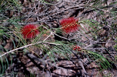 APII jpeg image of Callistemon teretifolius  © contact APII