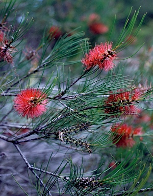 APII jpeg image of Callistemon teretifolius  © contact APII