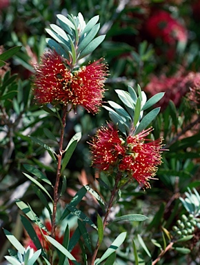 APII jpeg image of Callistemon 'Adina'  © contact APII