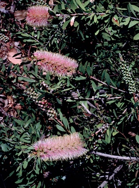 APII jpeg image of Callistemon citrinus 'Angela'  © contact APII