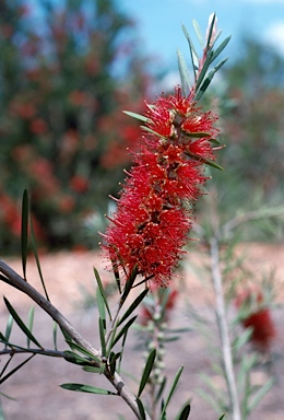 APII jpeg image of Callistemon 'Booti Booti Queen'  © contact APII