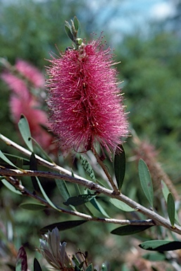 APII jpeg image of Callistemon 'Burgundy'  © contact APII