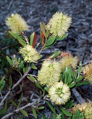 APII jpeg image of Callistemon pallidus 'Candle Glow'  © contact APII