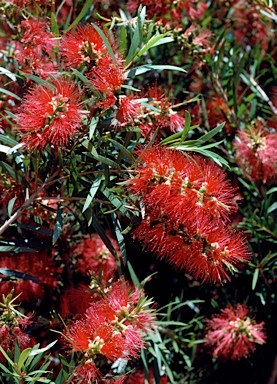 APII jpeg image of Callistemon viminalis 'Cedar Creek'  © contact APII