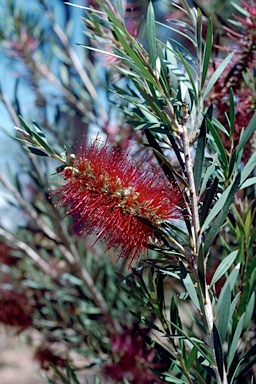 APII jpeg image of Callistemon 'Genoa River'  © contact APII