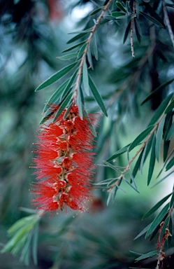 APII jpeg image of Callistemon 'Hanna Ray'  © contact APII