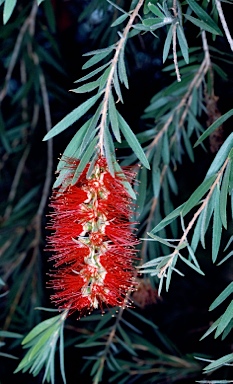 APII jpeg image of Callistemon 'Hanna Ray'  © contact APII