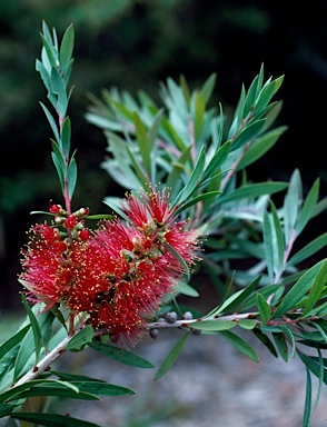 APII jpeg image of Callistemon 'Kempsey'  © contact APII