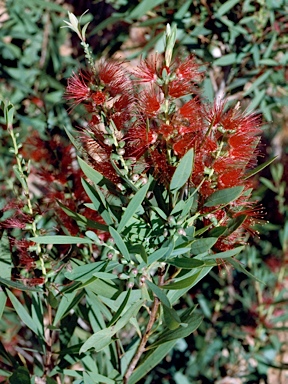 APII jpeg image of Callistemon viminalis 'Luster Creek'  © contact APII