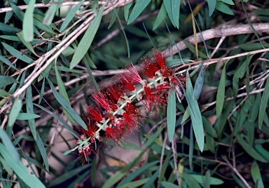 APII jpeg image of Callistemon viminalis 'Marlborough'  © contact APII