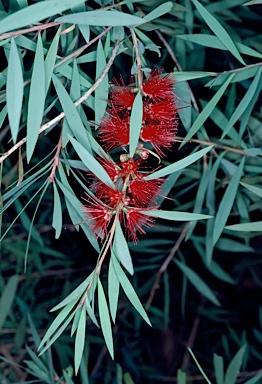 APII jpeg image of Callistemon 'Nodding Red'  © contact APII