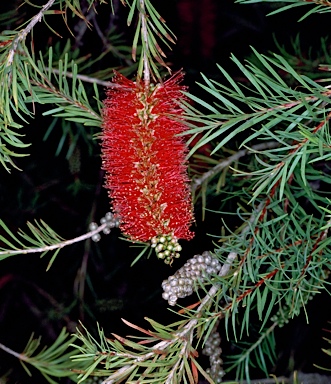 APII jpeg image of Callistemon 'Packers Selection'  © contact APII