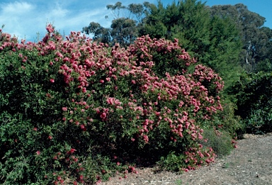 APII jpeg image of Callistemon polandii 'Peak Downs'  © contact APII