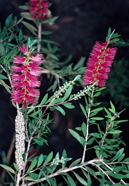 APII jpeg image of Callistemon 'Reeve's Pink'  © contact APII