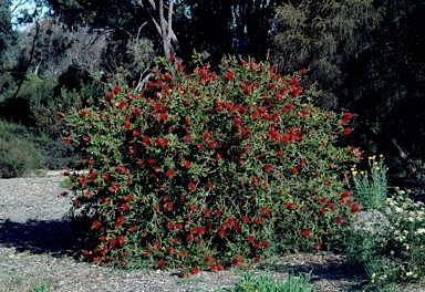 APII jpeg image of Callistemon citrinus 'Splendens'  © contact APII