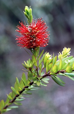 APII jpeg image of Callistemon 'Tinaroo Dazzler'  © contact APII