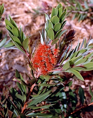 APII jpeg image of Callistemon polandii 'Walsh's Pyramid'  © contact APII