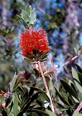 APII jpeg image of Callistemon polandii 'Walsh's Pyramid'  © contact APII