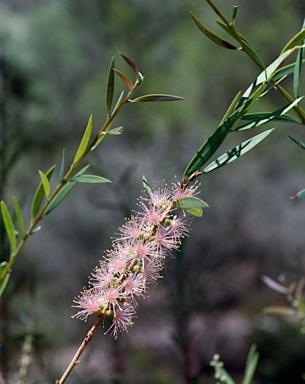 APII jpeg image of Callistemon 'Weir River'  © contact APII