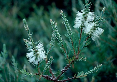 APII jpeg image of Callistemon citrinus 'White Anzac'  © contact APII