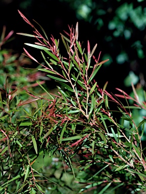 APII jpeg image of Leptospermum amboinense  © contact APII