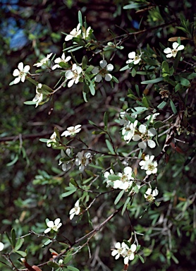 APII jpeg image of Leptospermum trinervium  © contact APII