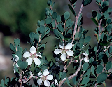 APII jpeg image of Leptospermum glaucescens  © contact APII