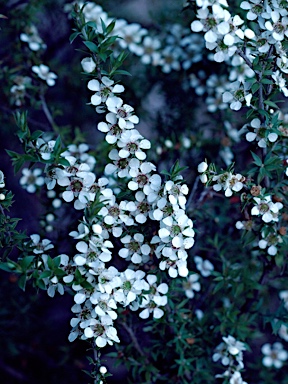 APII jpeg image of Leptospermum juniperinum  © contact APII