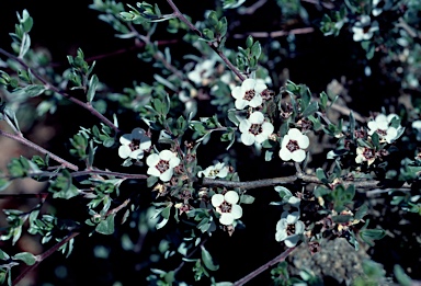 APII jpeg image of Leptospermum namadgiense  © contact APII