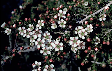 APII jpeg image of Leptospermum novae-angliae  © contact APII