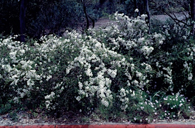 APII jpeg image of Leptospermum rotundifolium  © contact APII