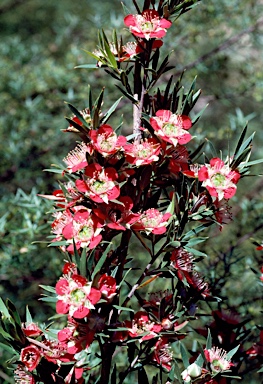 APII jpeg image of Leptospermum spectabile  © contact APII