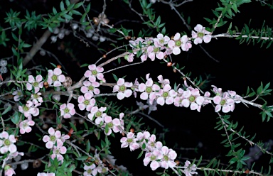 APII jpeg image of Leptospermum squarrosum  © contact APII