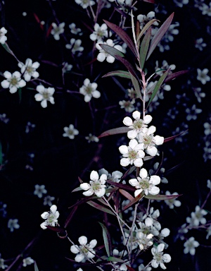 APII jpeg image of Leptospermum 'Copper Crest'  © contact APII