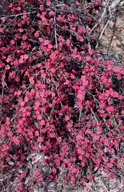 APII jpeg image of Leptospermum 'Merinda'  © contact APII