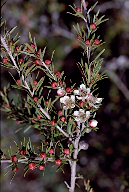 APII jpeg image of Leptospermum polygalifolium 'Sea Foam'  © contact APII