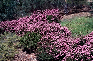 APII jpeg image of Pimelea ferruginea  © contact APII