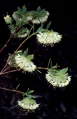 APII jpeg image of Pimelea lehmanniana subsp. lehmanniana  © contact APII