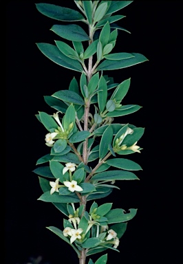 APII jpeg image of Pimelea umbratica  © contact APII