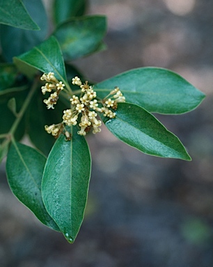 APII jpeg image of Pittosporum venulosum  © contact APII