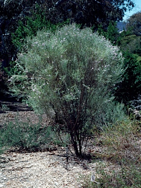 APII jpeg image of Prostanthera baxteri  © contact APII