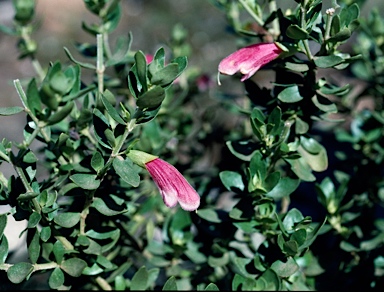 APII jpeg image of Prostanthera carrickiana  © contact APII