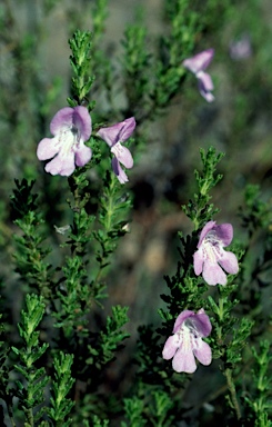 APII jpeg image of Prostanthera cryptandroides subsp. euphrasioides  © contact APII