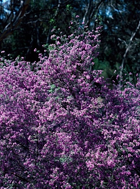 APII jpeg image of Prostanthera discolor  © contact APII