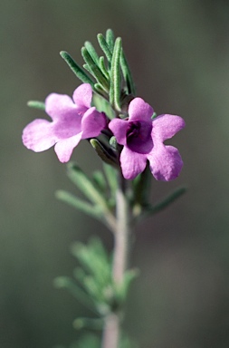 APII jpeg image of Prostanthera stenophylla  © contact APII