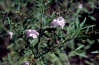 APII jpeg image of Prostanthera 'Oakdene Mauve'  © contact APII